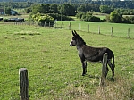 img_2525.jpg