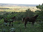 DSCF0704.jpg